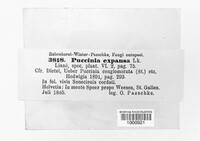 Puccinia expansa image
